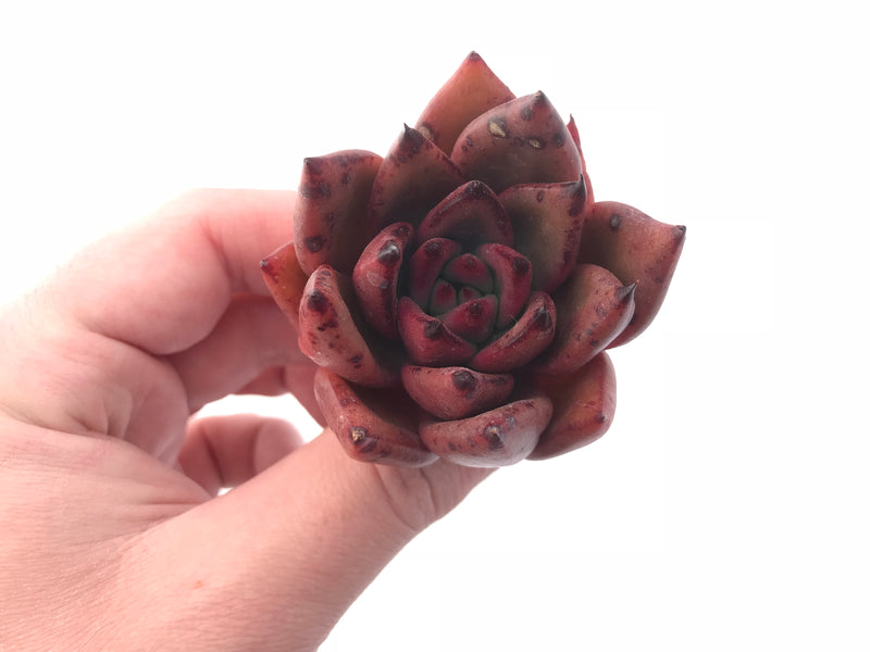 Echeveria Agavoides Mundy 2” Rare Succulent Plant