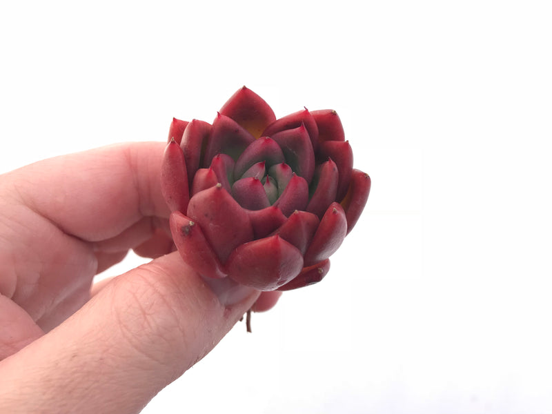 Echeveria Agavoides ‘Bubble Rose’ Small Seedling 1”-2” Rare Succulent Plant