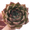 Echeveria Agavoides Freckled Hybrid 2" Succulent Plant