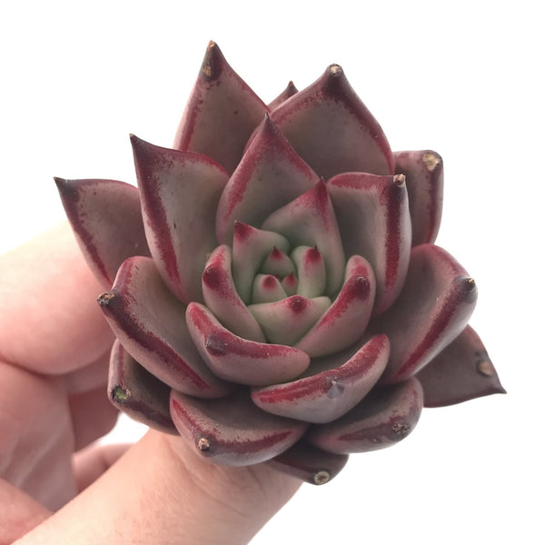 Echeveria Agavoides ‘Romeo’ 2”-3” Rare Succulent Plant