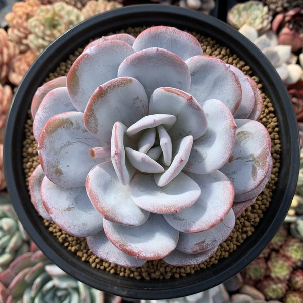 Echeveria 'Laui' 6" Large Powdery Succulent Plant