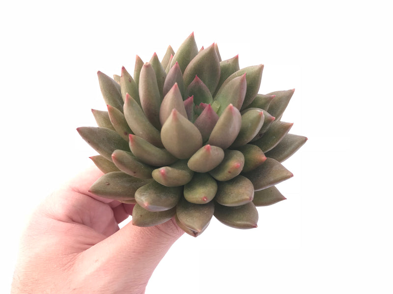 Echeveria Agavoides ‘Gold light’ 4” Rare Succulent Plant