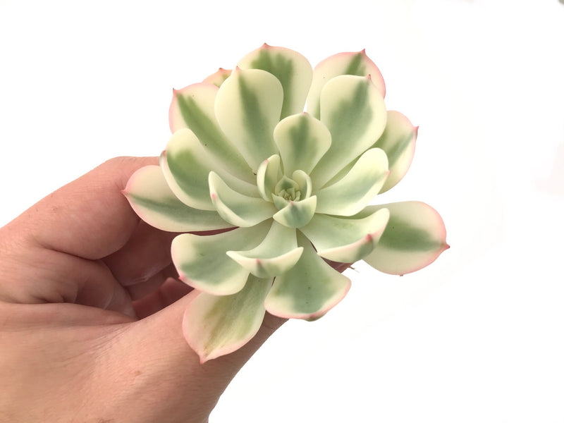 Echeveria 'Compton Carousel' Variegated 2" Succulent Plant