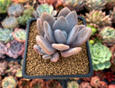 Echeveria 'Amethystinum' x 'Cante' 2"-3" New Hybrid Succulent Plant