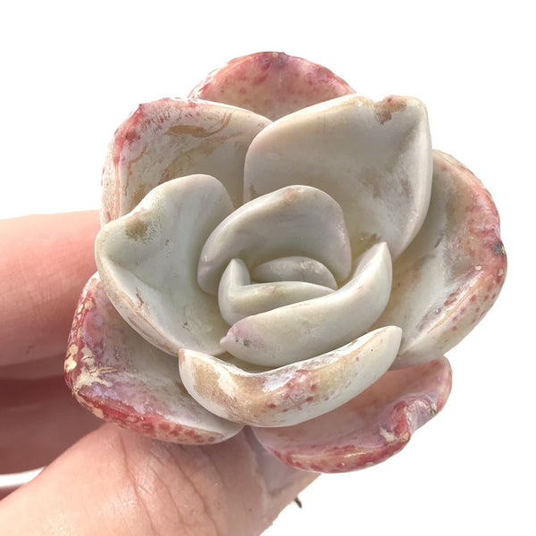 Echeveria 'Bambino' 2" Rare Succulent Plant