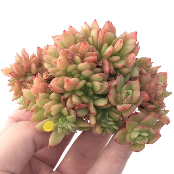 Echeveria Agavoides 'Red Gilva' Crested 4" Succulent Plant