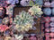 Echeveria 'Green Emerald' Variegated 4” Cluster Succulent Plant