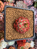 Echeveria Agavoides 'Pokeball' 1"-2" New Hybrid Succulent Plant