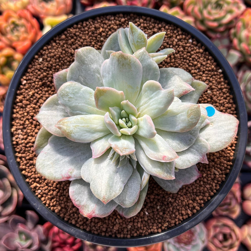 Graptoveria 'Harry Watson' Mutated 4" Succulent Plant