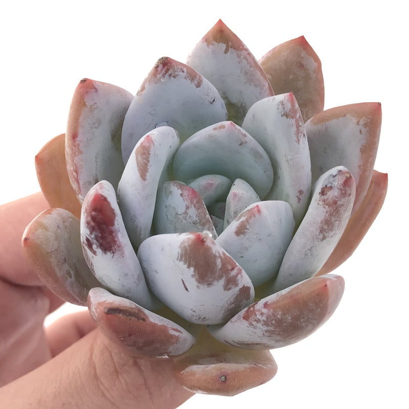 Echeveria 'Ivory' 1"-2" Powdery Succulent Plant