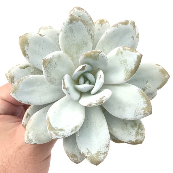 Echeveria 'Laui' 3"-4" Powdery Succulent Plant