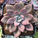 Graptoveria 'Ruby Donna' 3" Succulent Plant