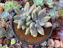 Pachyphytum 'Devils Finger' Variegated 3" Cluster Succulent Plant