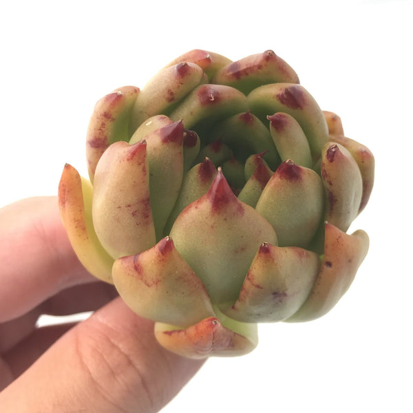 Echeveria Agavoides 'Helia' 2" Rare Succulent Plant