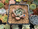 Echeveria 'Arandron' 1" Succulent Plant