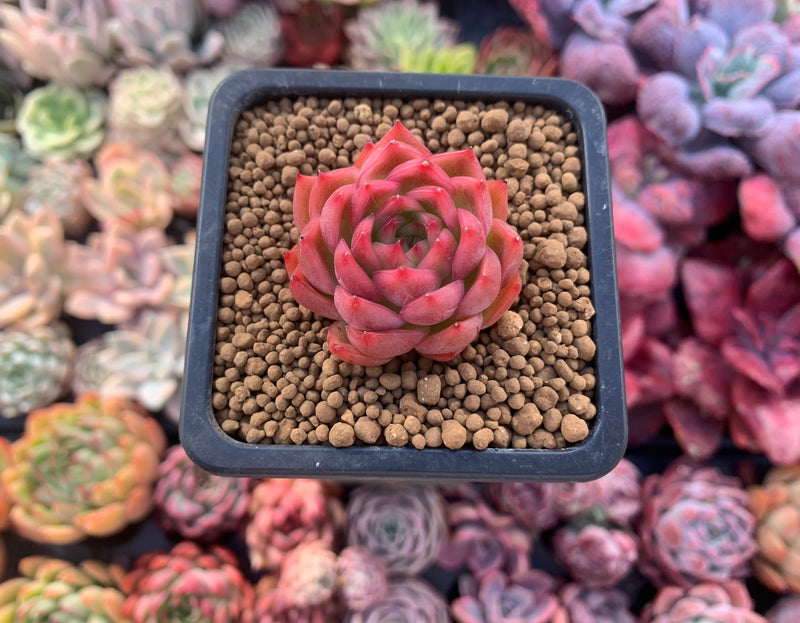 Echeveria Agavoides 'Angela Star' 1" Small Succulent Plant