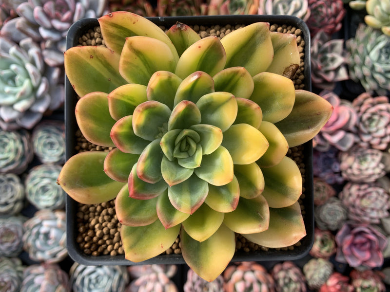 Echeveria 'Bob Jolly' Variegated 3"-4" Succulent Plant