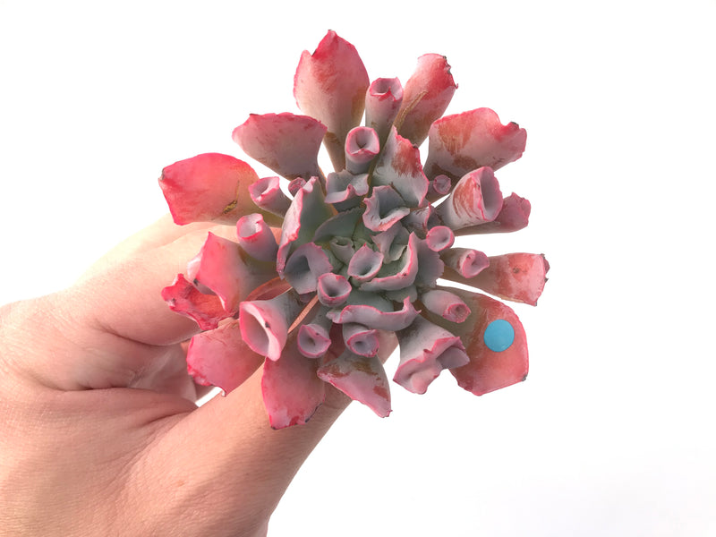 Echeveria 'Trumpet Pinky' 3" Succulent Plant