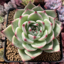 Echeveria Agavoides 'Flora' 4" Succulent Plant