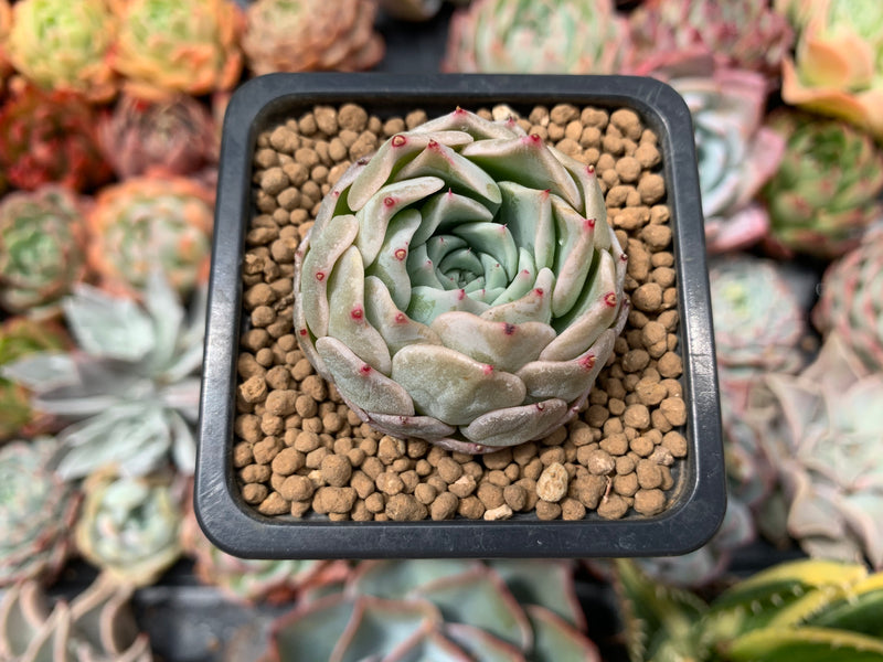 Echeveria 'Amanda' 1" Succulent Plant