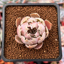 Echeveria 'Apricot' 1" Succulent Plant