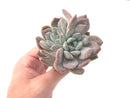 Pachyphytum cv 'Frevel' 3"-4" Powdery Succulent Plant