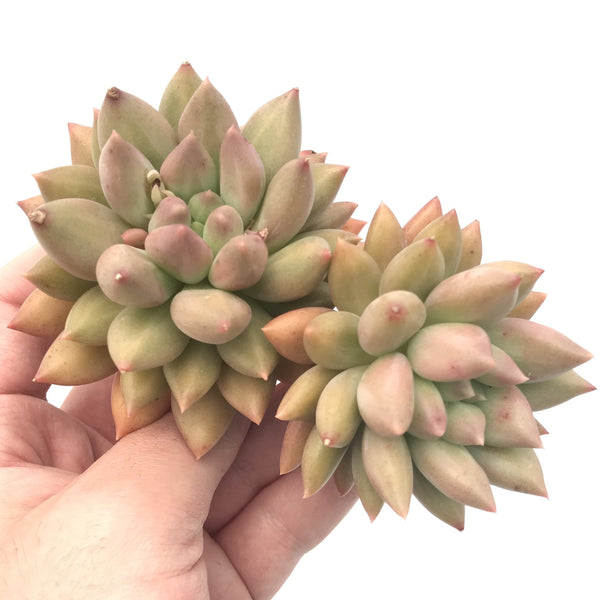 Pachyphytum 'Finger Light' Double Head 5" Rare Succulent Plant