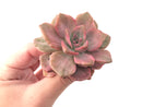 Graptoveria 'Mrs Richards' Variegated 3" Succulent Plant