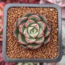 Graptoveria 'Sprite Angel' 1" Succulent Plant