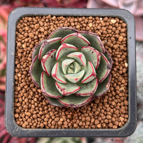 Graptoveria 'Sprite Angel' 1" Succulent Plant