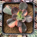 Echeveria 'Primadonna' Variegated 3" Succulent Plant