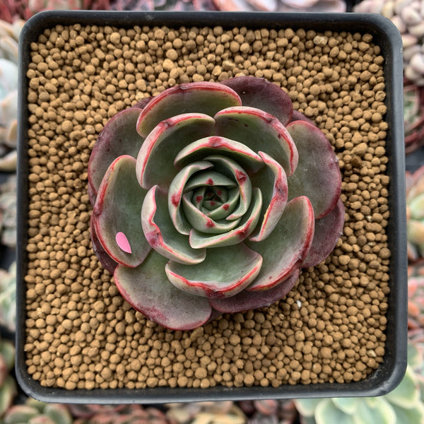 Echeveria Agavoides 'Pink Flora' 2"-3" Succulent Plant