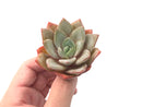 Echeveria 'German Champaign' 2"-3" Succulent Plant