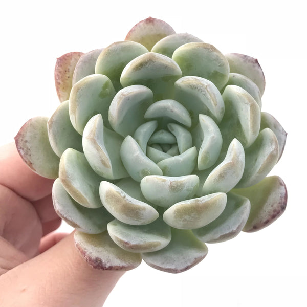 Echeveria Laui Hybrid 3" Rare Succulent Plant