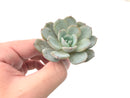 Echeveria 'Ice Purple' 2" Powdery Succulent Plant