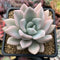 Graptoveria 'Opalina' Variegated 3" Succulent Plant