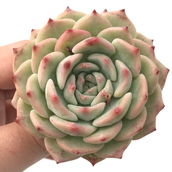 Echeveria Agavoides 'Maria' 3” Rare Succulent Plant