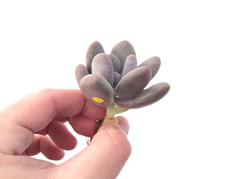 Pachyveria 'Beauty' 2" Powdery Succulent Plant