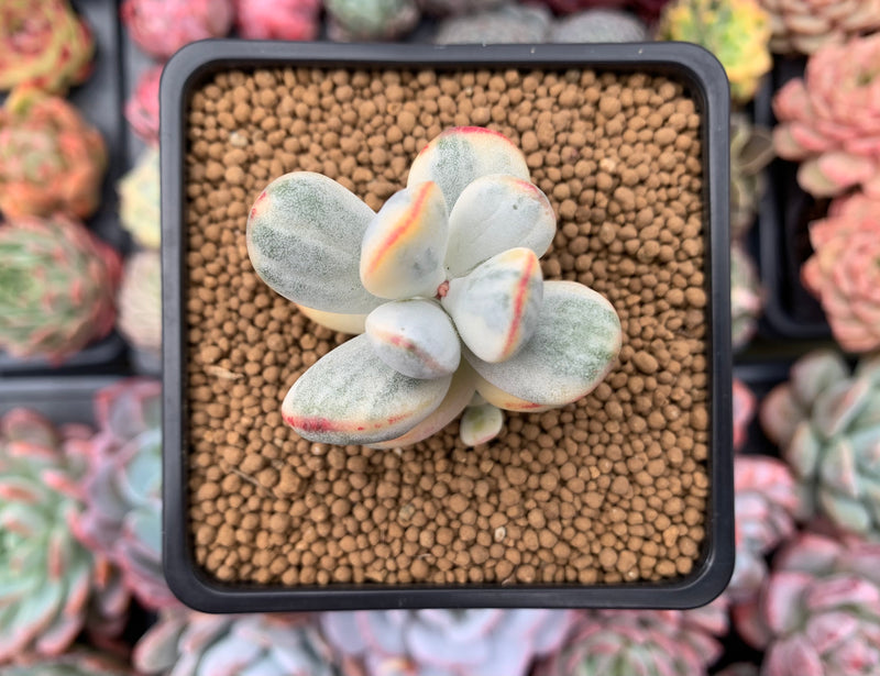 Cotyledon 'Orbiculata' Variegated 2" Succulent Plant