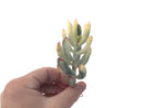 Cotyledon 'Orbiculata' Variegated Thin Leaf 2"-3" Succulent Plant