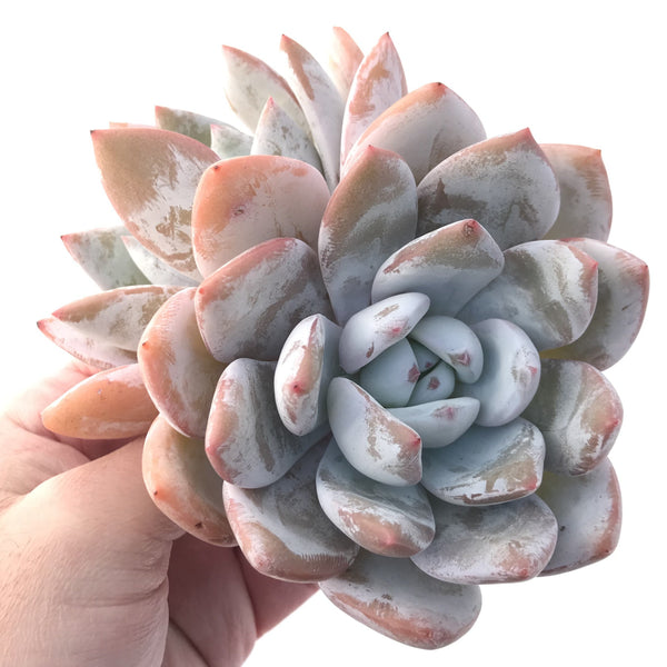 Echeveria 'Ivory' 5" Cluster Large Powdery Succulent Plant