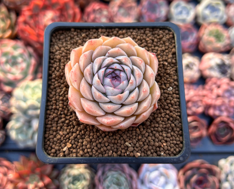 Echeveria 'Charlesrose' 1"-2" Succulent Plant