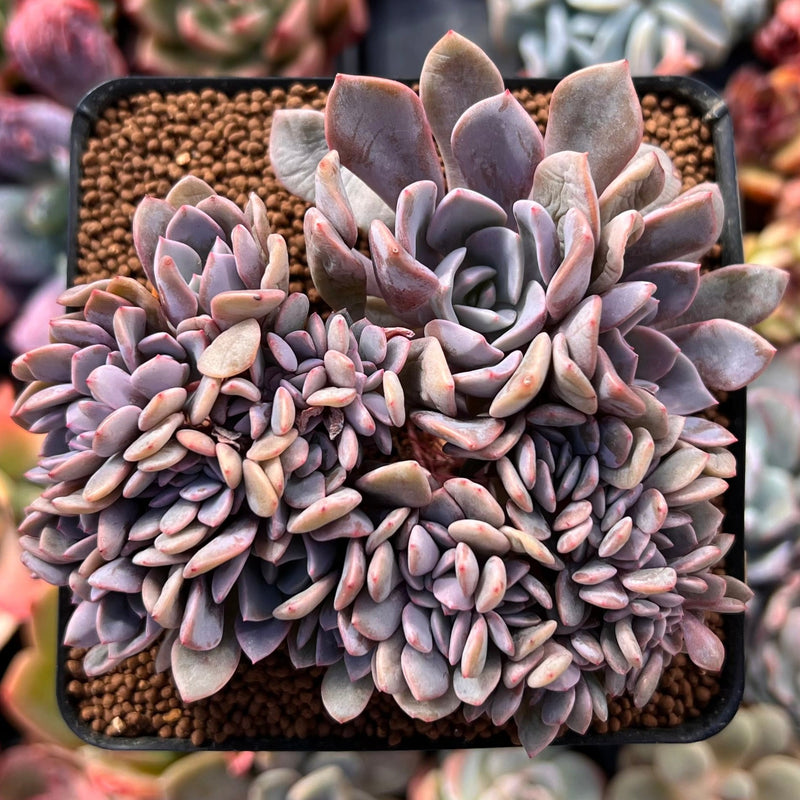 Graptoveria 'Debbie' Crested 3" Succulent Plant