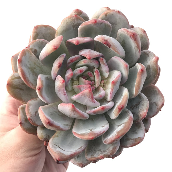 Echeveria 'Orange Monroe' 5"-6" Powdery Succulent Plant