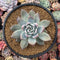 Echeveria 'Black Sabbath' 4"-5" Powdery Succulent Plant