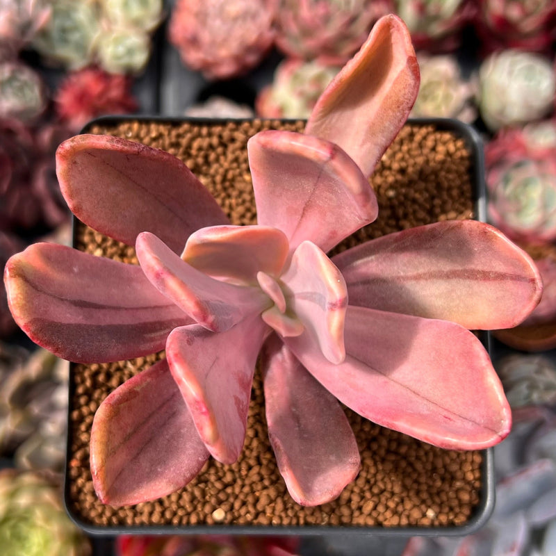 Pachyveria 'Pampoteus' Variegated 3" Succulent Plant