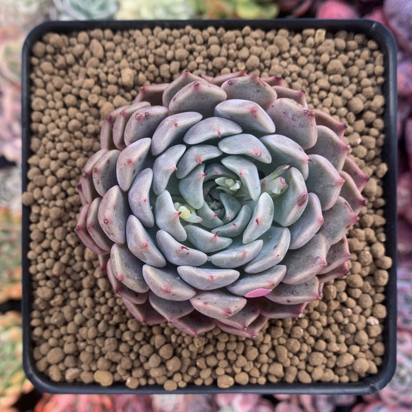 Echeveria 'Zaragoza' Hybrid 3"-4" Succulent Plant