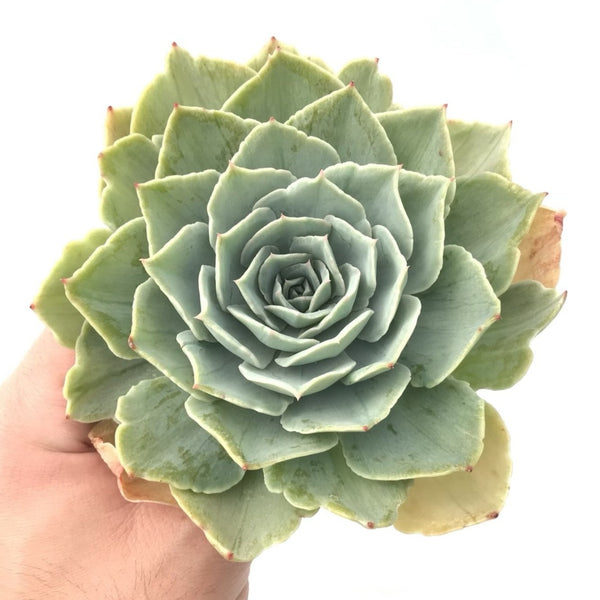 Echeveria 'Silver Queen' Variegated Large Rosette 5" Succulent Plant