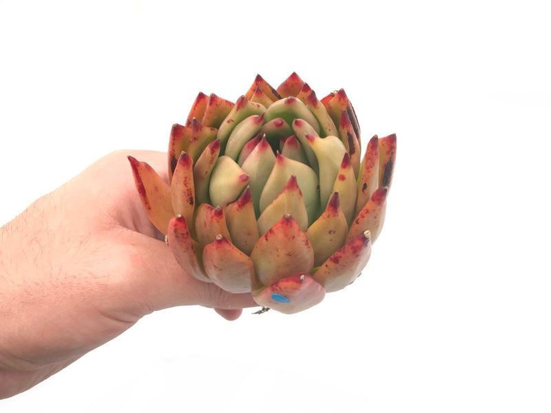 Echeveria Agavoides ‘Helia’ 4" Rare Succulent Plant