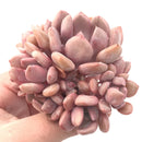 Echeveria 'Cupid' Cluster 2"-3" Rare Succulent Plant